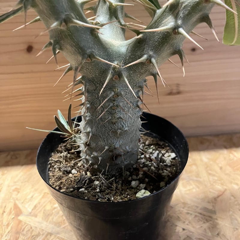 良型パキポディウム　ロスラーツム パキポディウム・ロスラーツム｜🍀GreenSnap（グリーンスナップ）