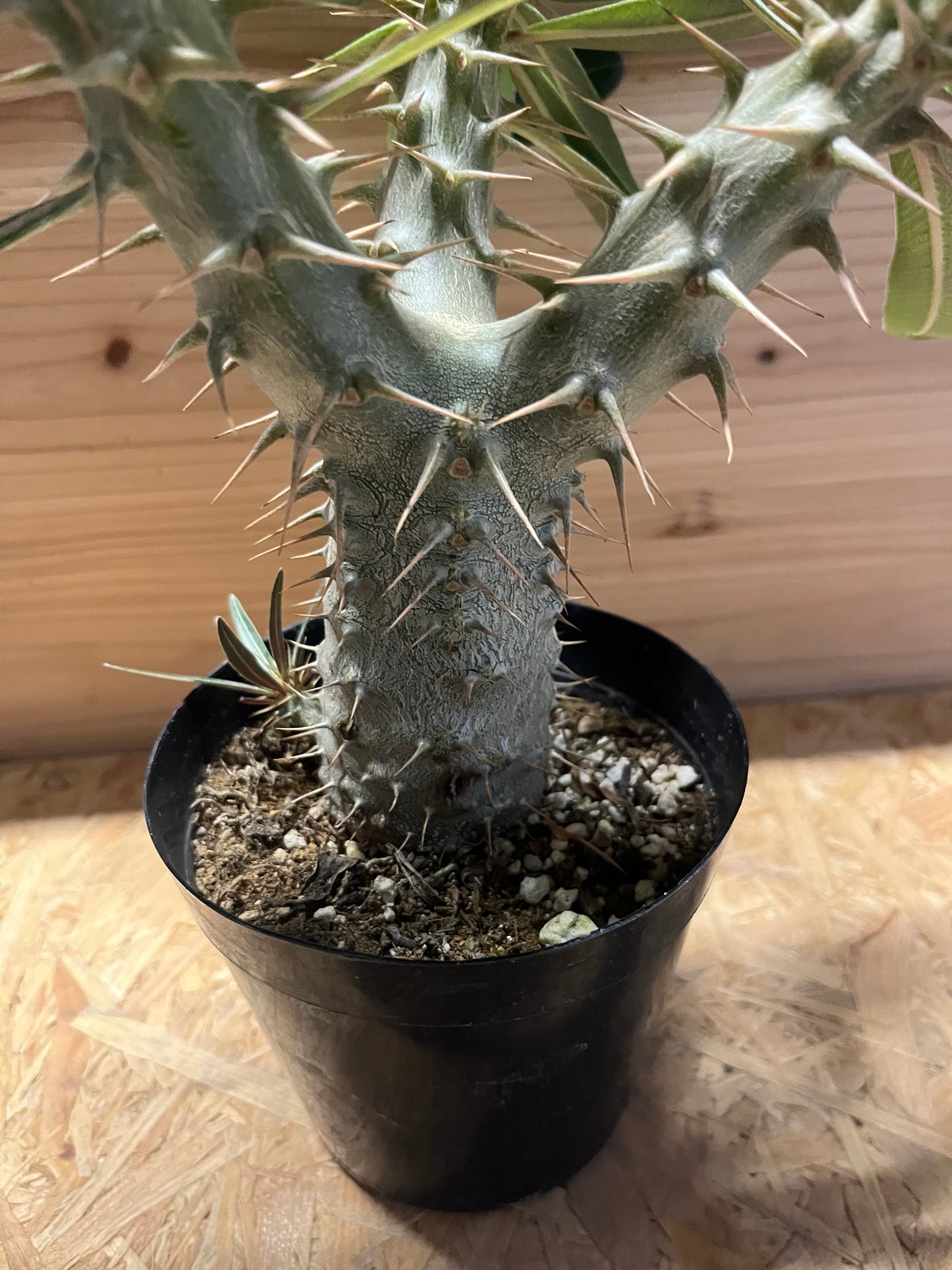 パキポディウム ロスラーツム | GREEN LUCK