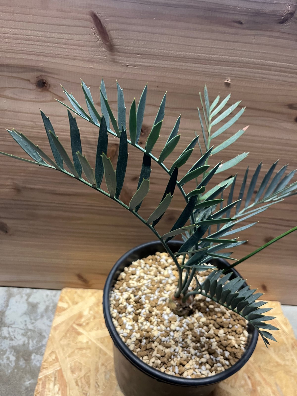 エンセファラルトス レーマニー | GREEN LUCK