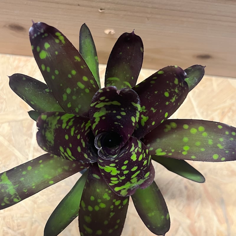 ネオレゲリア ノスフェラトゥ | GREEN LUCK