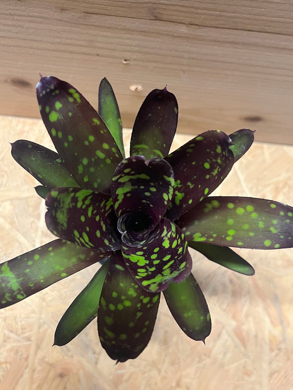 ネオレゲリア　ノスフェラトゥ imgrc0141949188.jpg