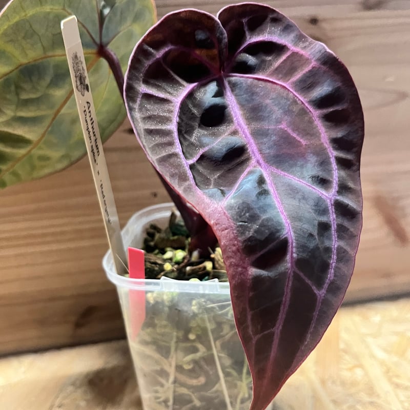 お*る様 73 S&P アンスリウム　原種　サブシグネイタム Subsignat お*る様 73 S&P アンスリウム 原種 サブシグネイタム Subsignat お*る