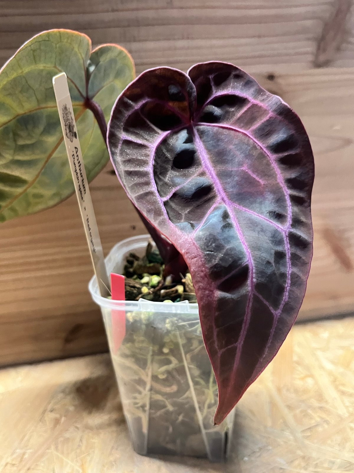 HS　アンスリウム アンスリウム パンプキンスパイス×レッドクリスタル 'セレクト