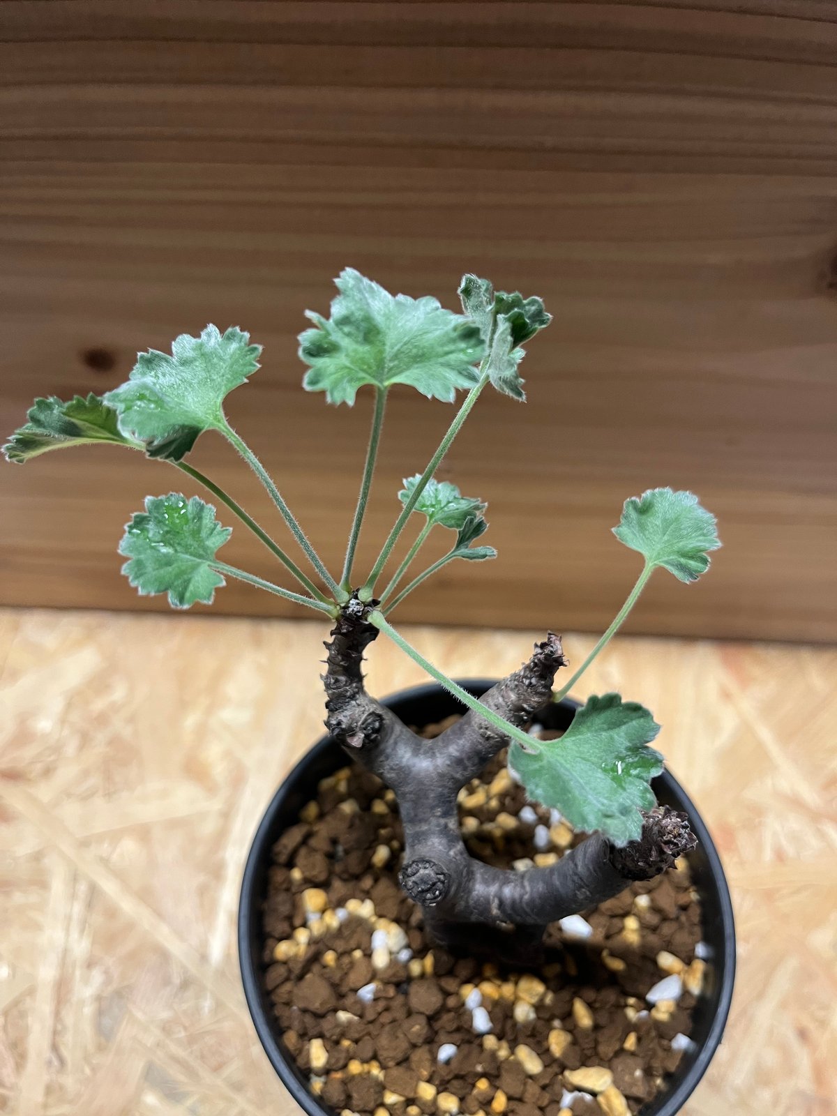 セール中！　ペラルゴニウム　ミラビレ ペラルゴニウム ミラビレ | GREEN LUCK