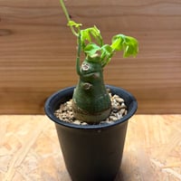 アデニア　グラウカ