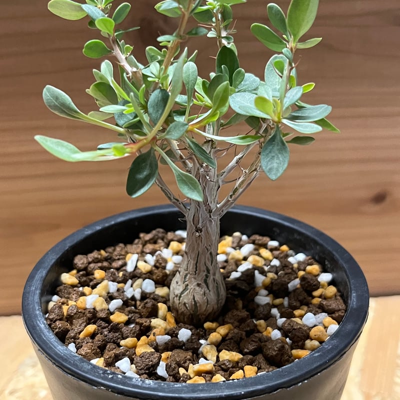 フォークイエリア コルムナリス 観峰玉 | GREEN LUCK