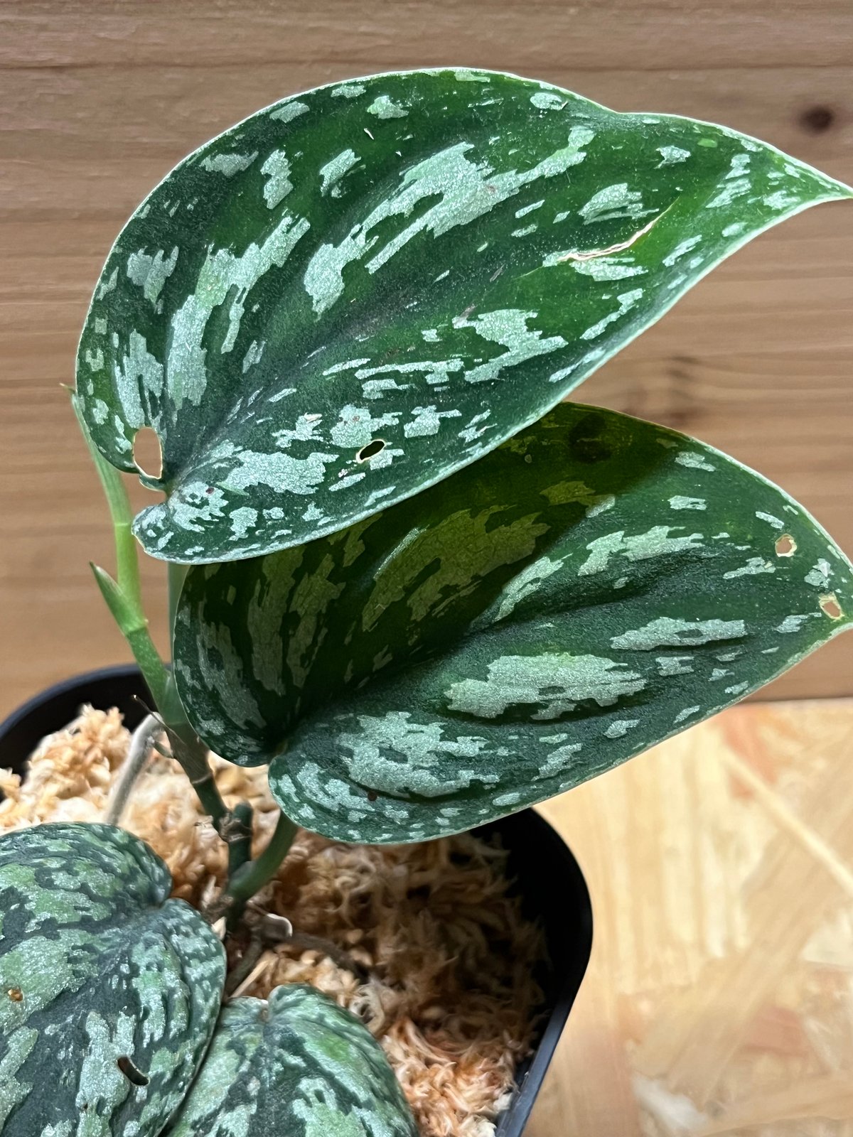 スキンダプサス　シルバースプラッシュ　トリカラー スキンダプサス シルバースプラッシュ トリカラー スキンダプサス トリ