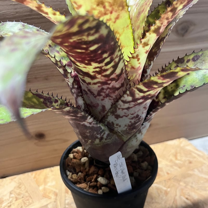 エクメア オーランディアナ 'レインボー' | GREEN LUCK