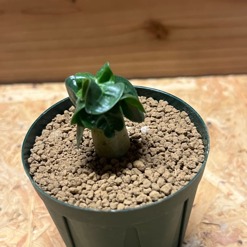 アデニウム アラビカム 獅子葉 | GREEN LUCK