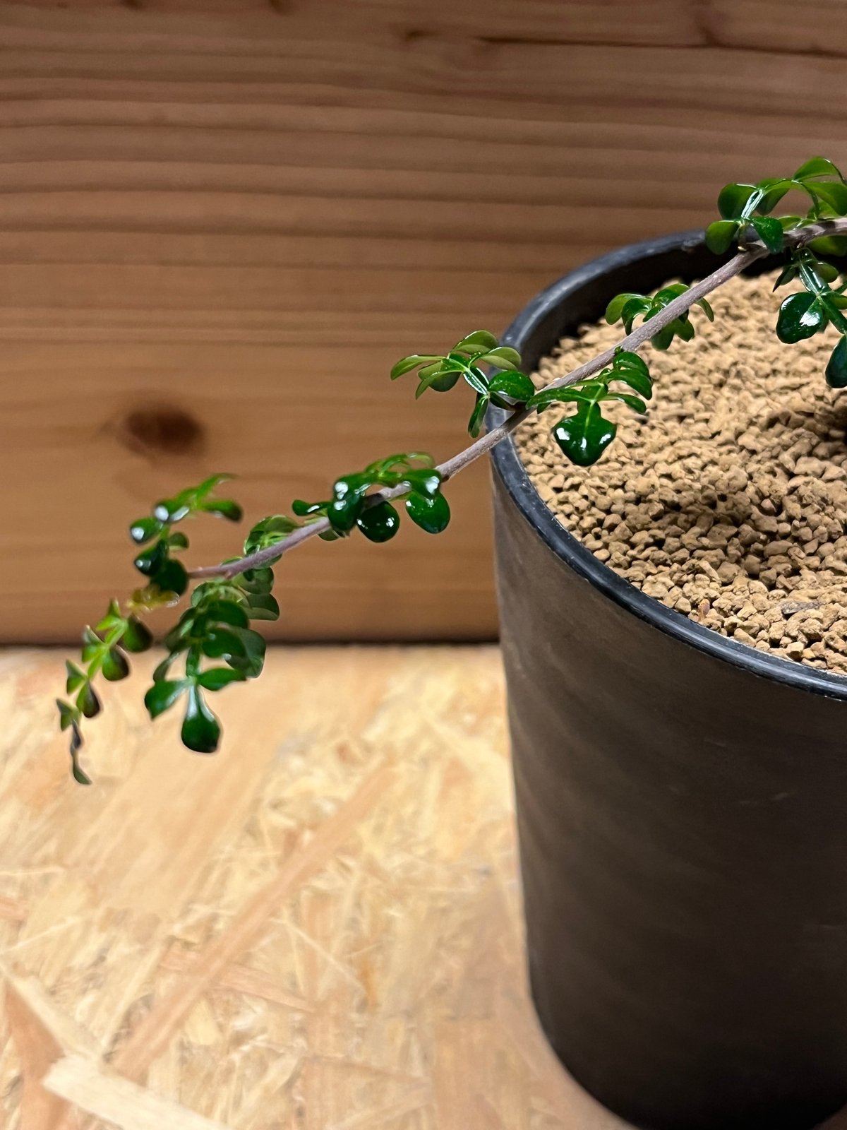 オペルクリカリア デカリー 根差し | GREEN LUCK