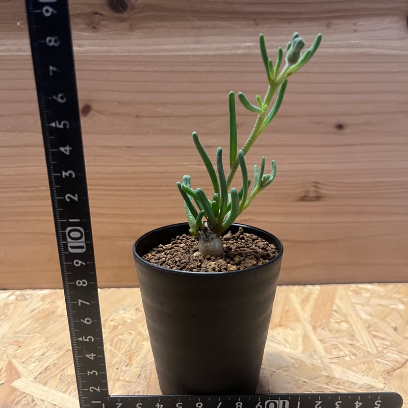 フィロボルス テヌイフロルス | GREEN LUCK