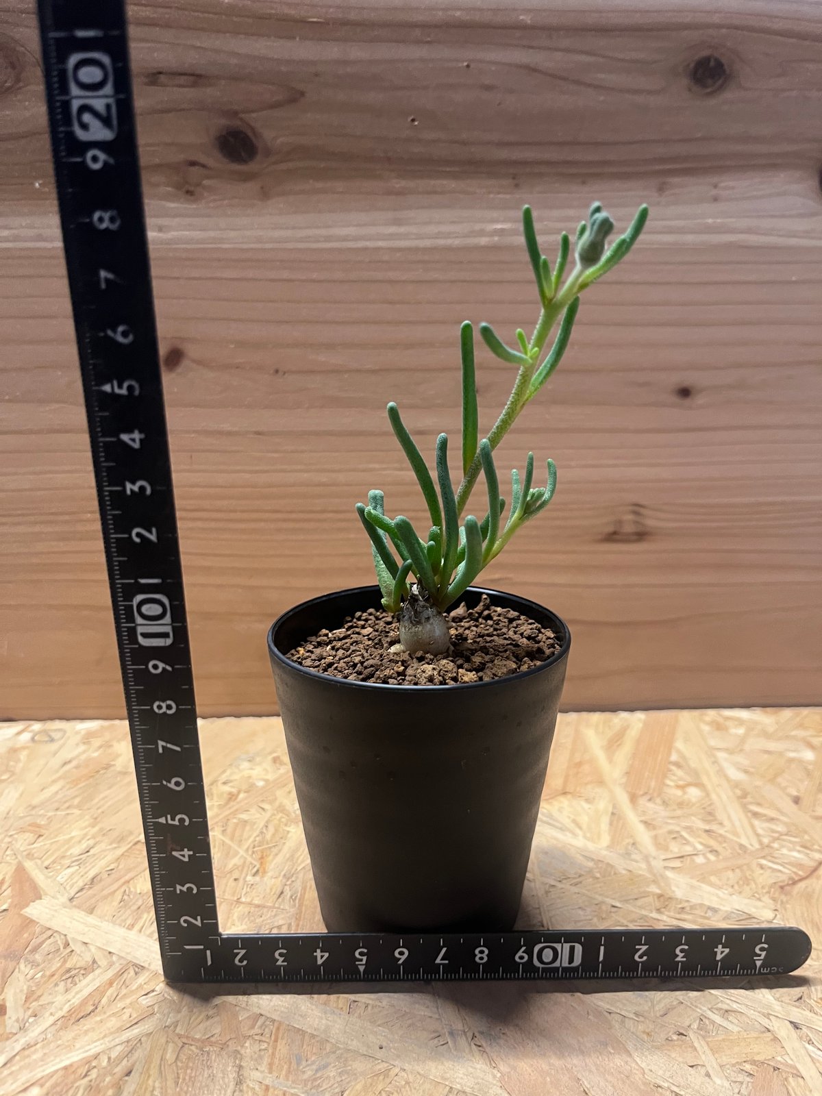 フィロボルス　テヌイフロルス　鉢ごと 園主セレクト】フィロボルス・テヌイフロルス【2.5号鉢植え