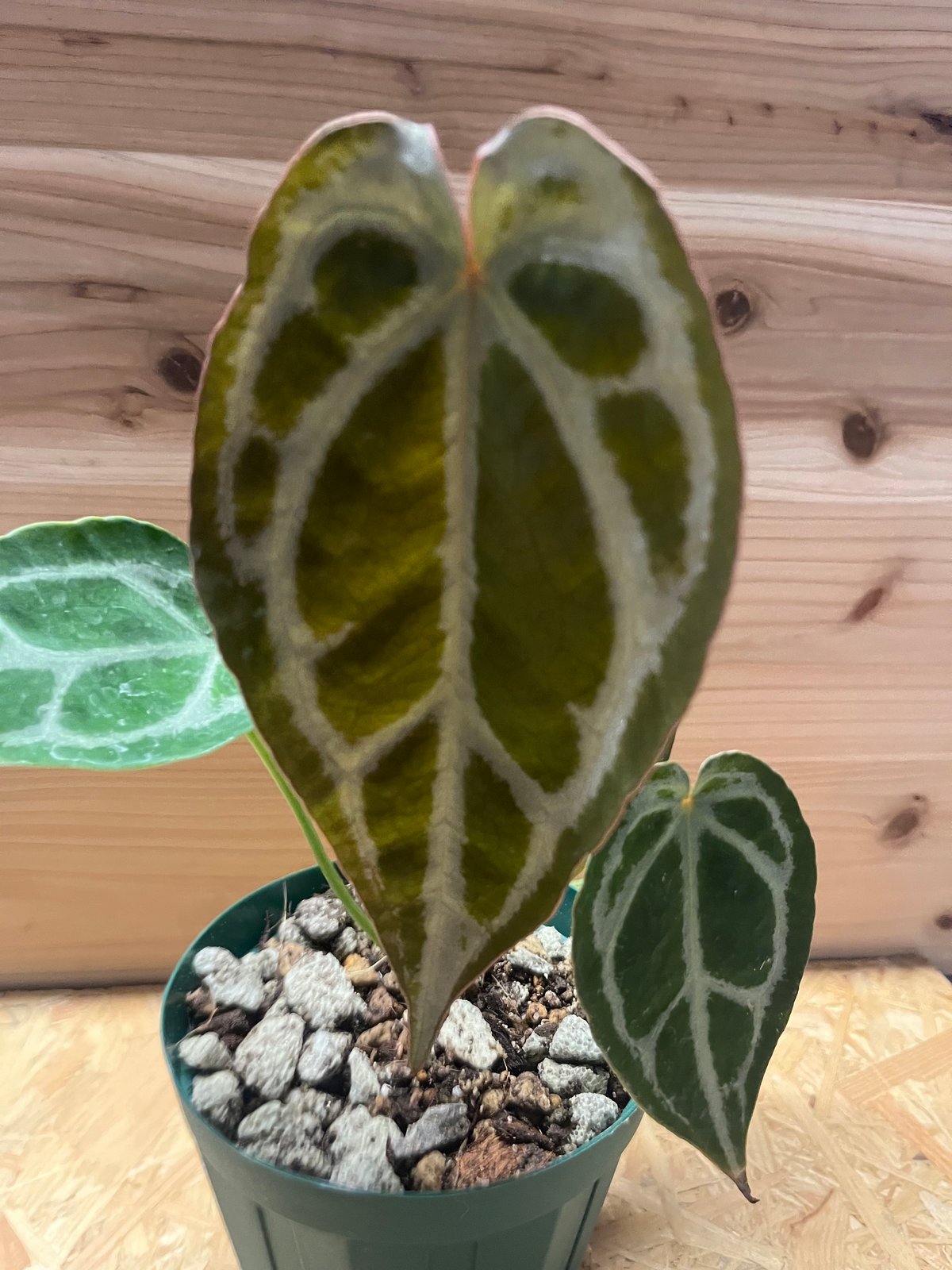 アンスリウム マグニフィカム×フォルゲッティ | GREEN LUCK