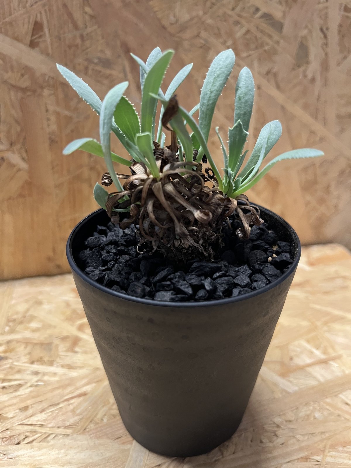 オトンナ　レトロルサ isla del pescado - Othonna retrorsa-オトンナ・レトロルサ