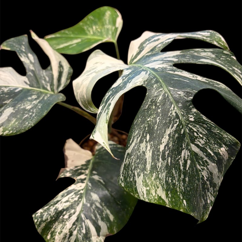 モンステラ 'ホワイトフェアリー' | GREEN LUCK