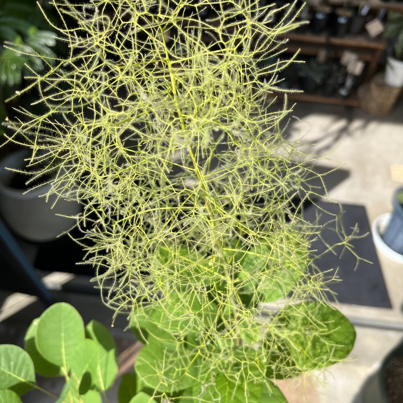 スモークツリー | GREEN LUCK