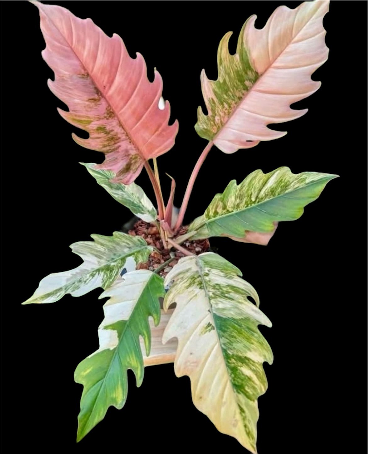 フィロデンドロン　キャラメルマーブル　ビッグビル フィロデンドロン キャラメルマーブル ビッグビル Philodendron