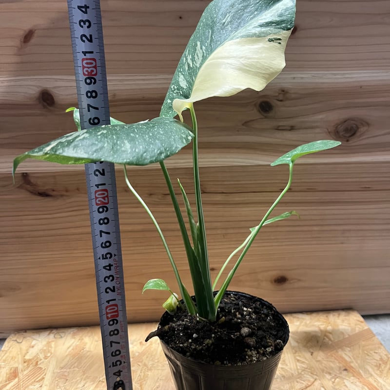 斑入りモンステラ イエローモンスター | GREEN LUCK