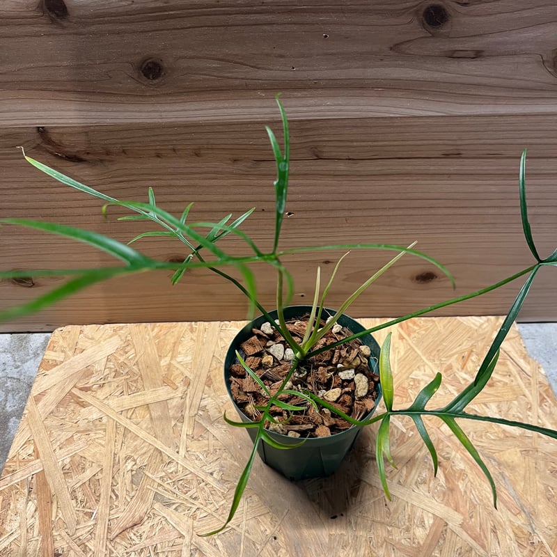 フィロデンドロン ポリポディオイデス | GREEN LUCK