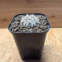 アストロフィツム　アステリアス　'スーパー兜'
