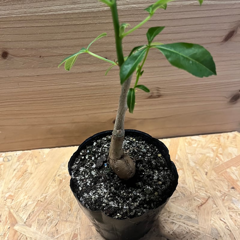 発根済み3年経過　バオバブ・アダンソニア 特大 バオバブ アダンソニア 変形タイプ / Baobab Adansonia［No