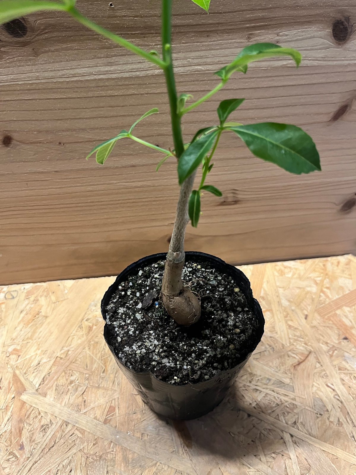 アダンソニア グレゴリー バオバブ | GREEN LUCK