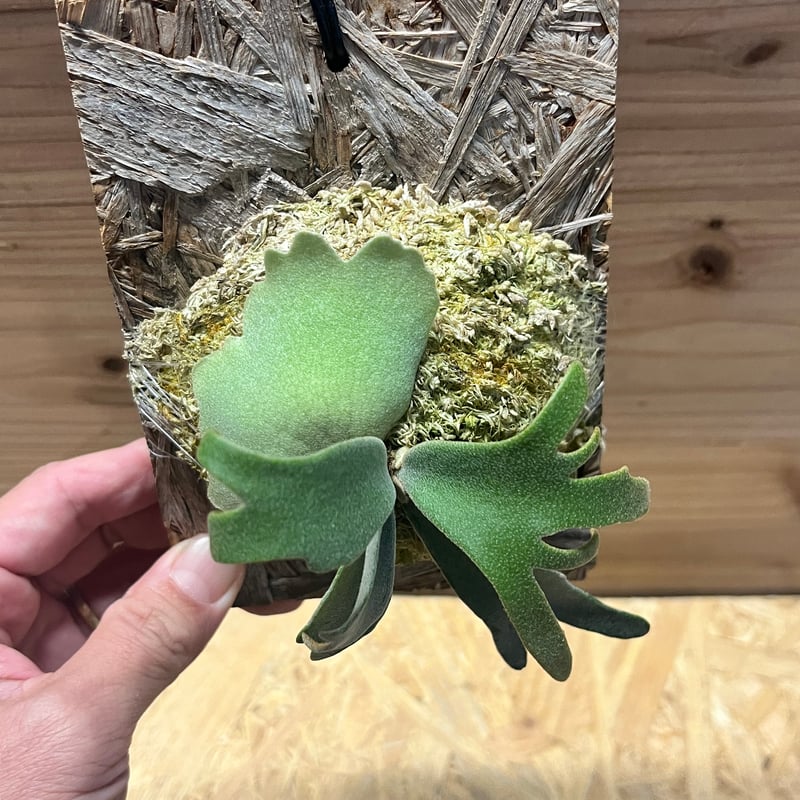 ビカクシダ ウィリンキー 'イエロームーンドワーフ スポア' | GREEN LUCK