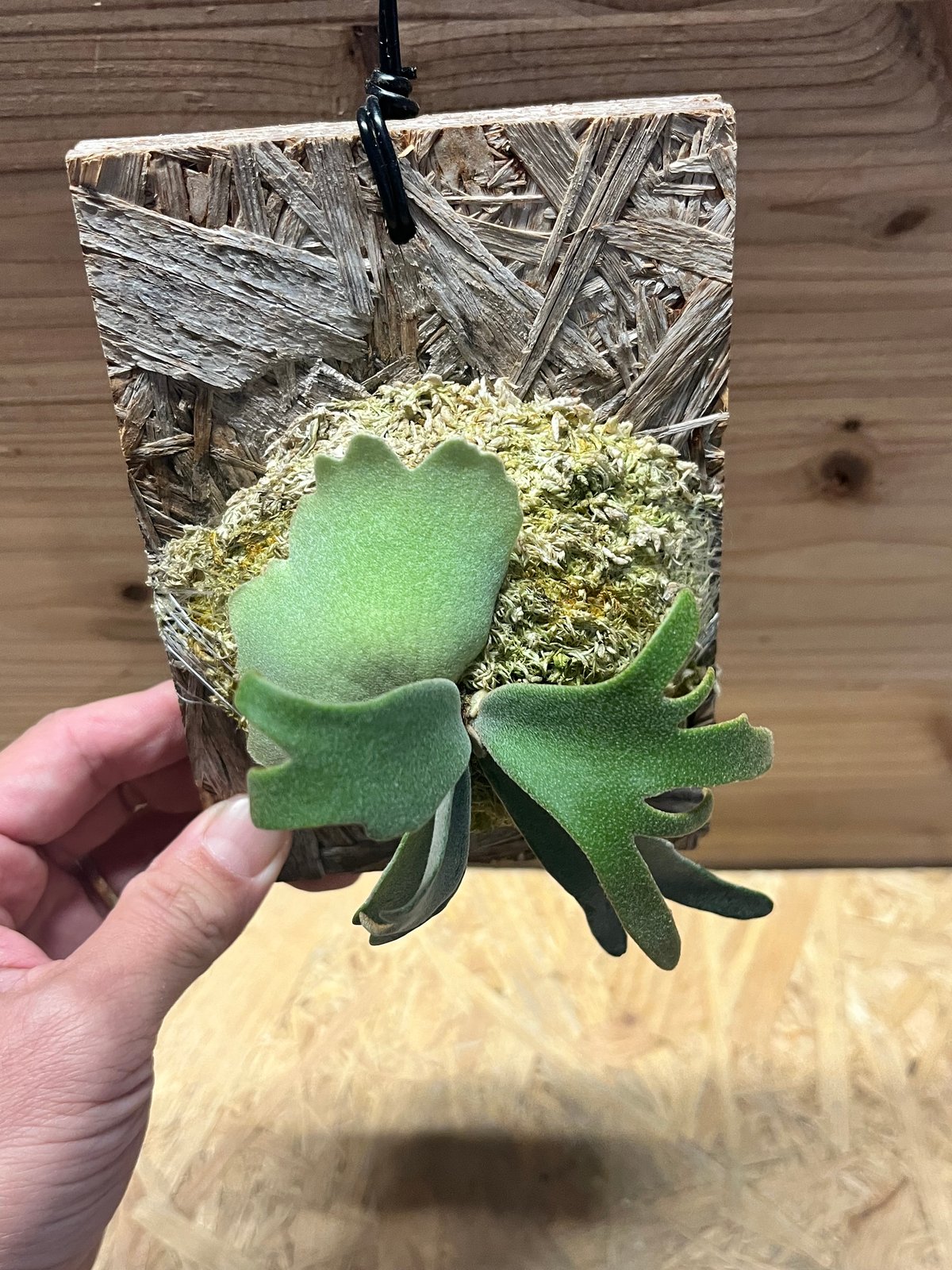 ビカクシダ ウィリンキー 'イエロームーンドワーフ スポア' | GREEN LUCK