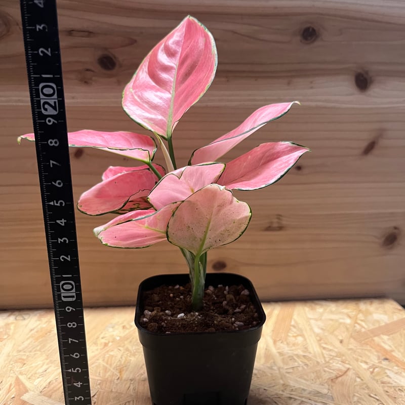 アグラオネマ オーピシャスレッド | GREEN LUCK