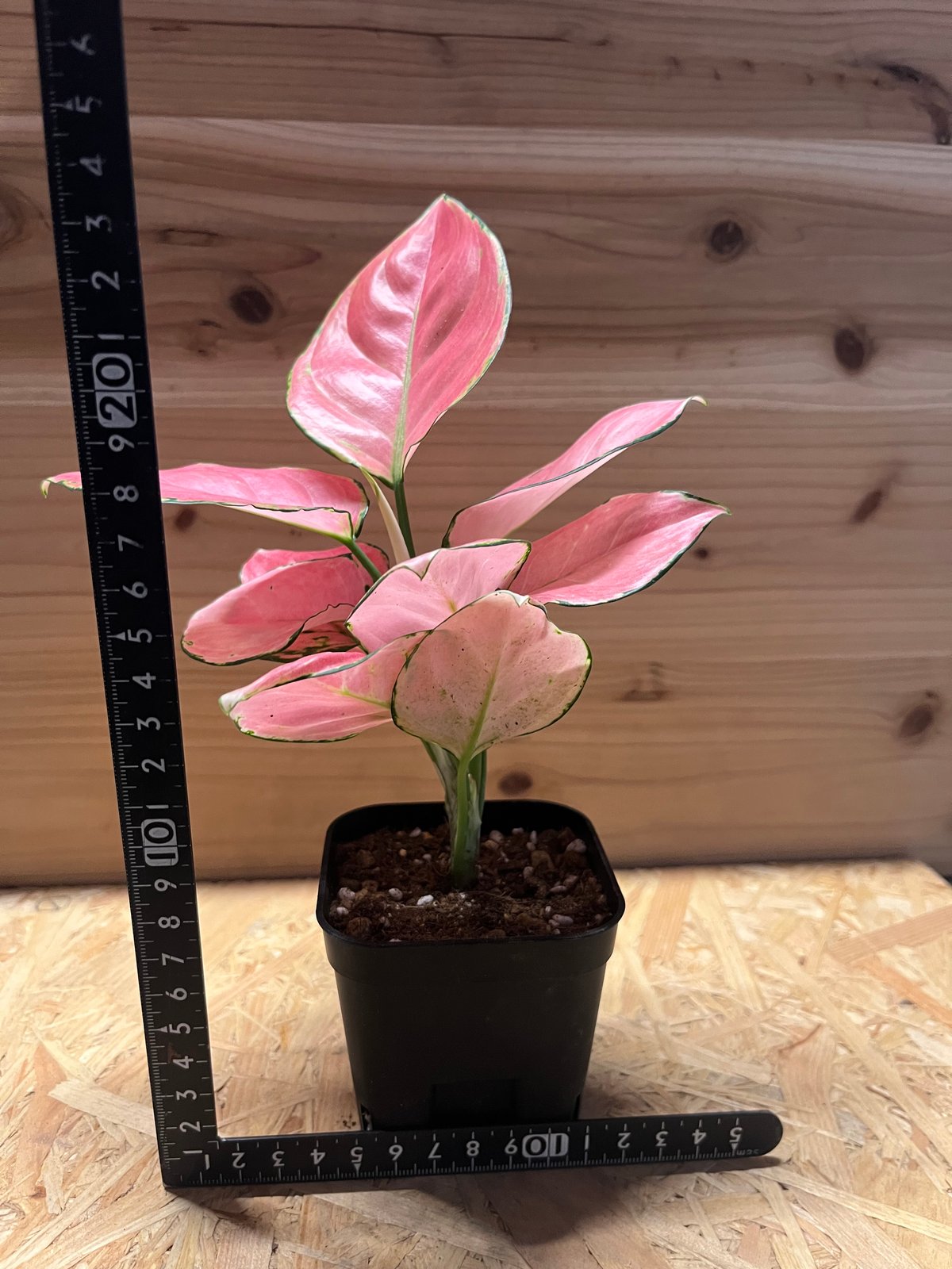 アグラオネマ オーピシャスレッド | GREEN LUCK