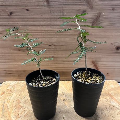 オペルクリカリア | STORES