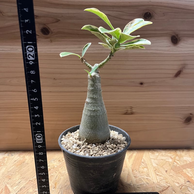 アデニウム 斑入り | GREEN LUCK