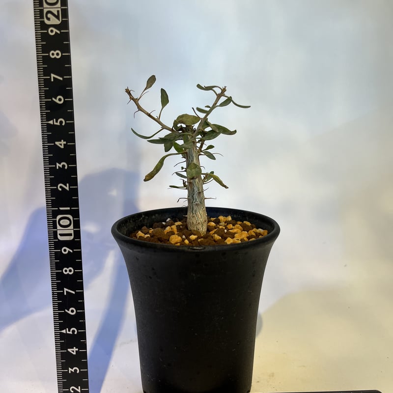 【鉢ごと発送】VALIEMフォークイエリア　コルムナリス　観峰玉 鉢ごと発送】VALIEMフォークイエリア コルムナリス 観峰玉