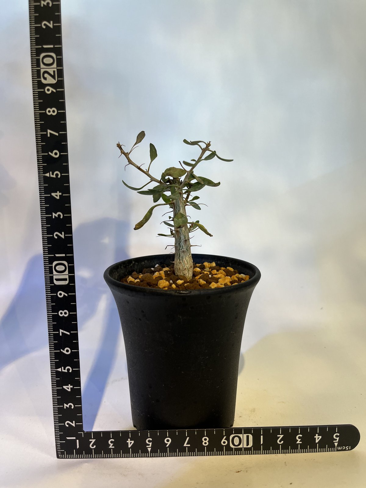 TOM　フォークイエリア・コルムナリス　観峰玉 フォークイエリア コルムナリス 