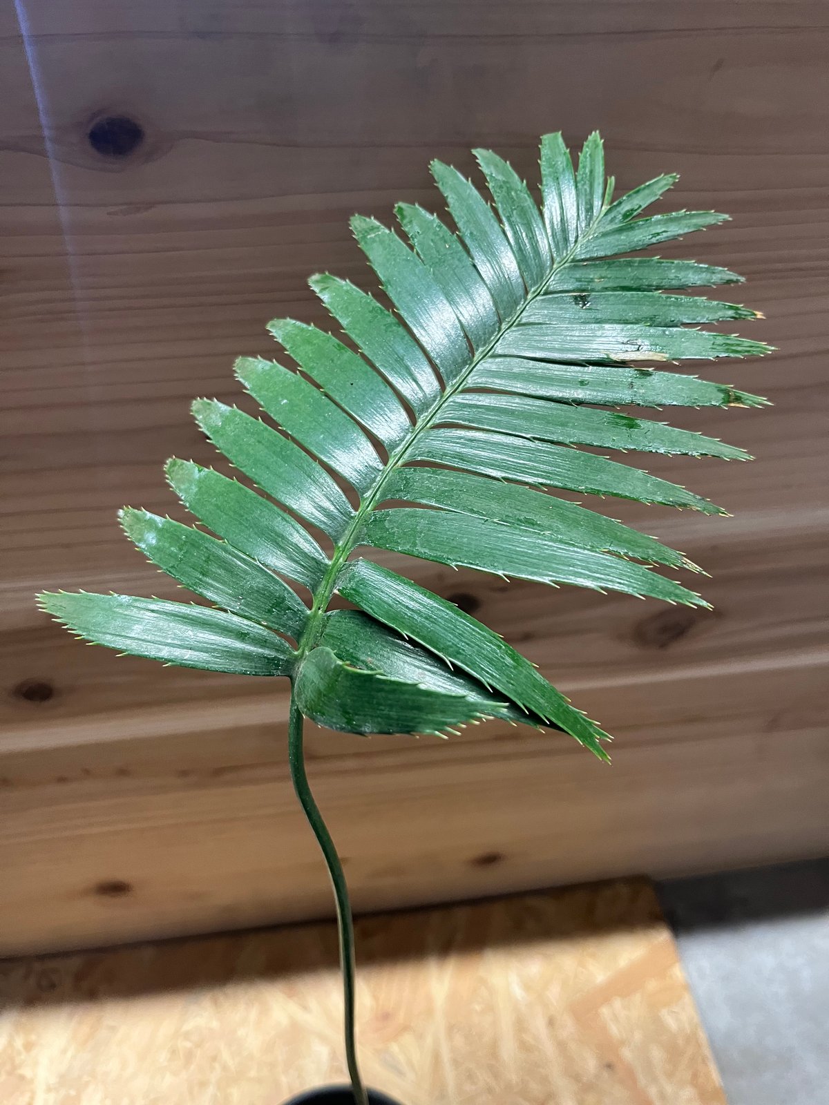 ディオーン スピヌロスム | GREEN LUCK