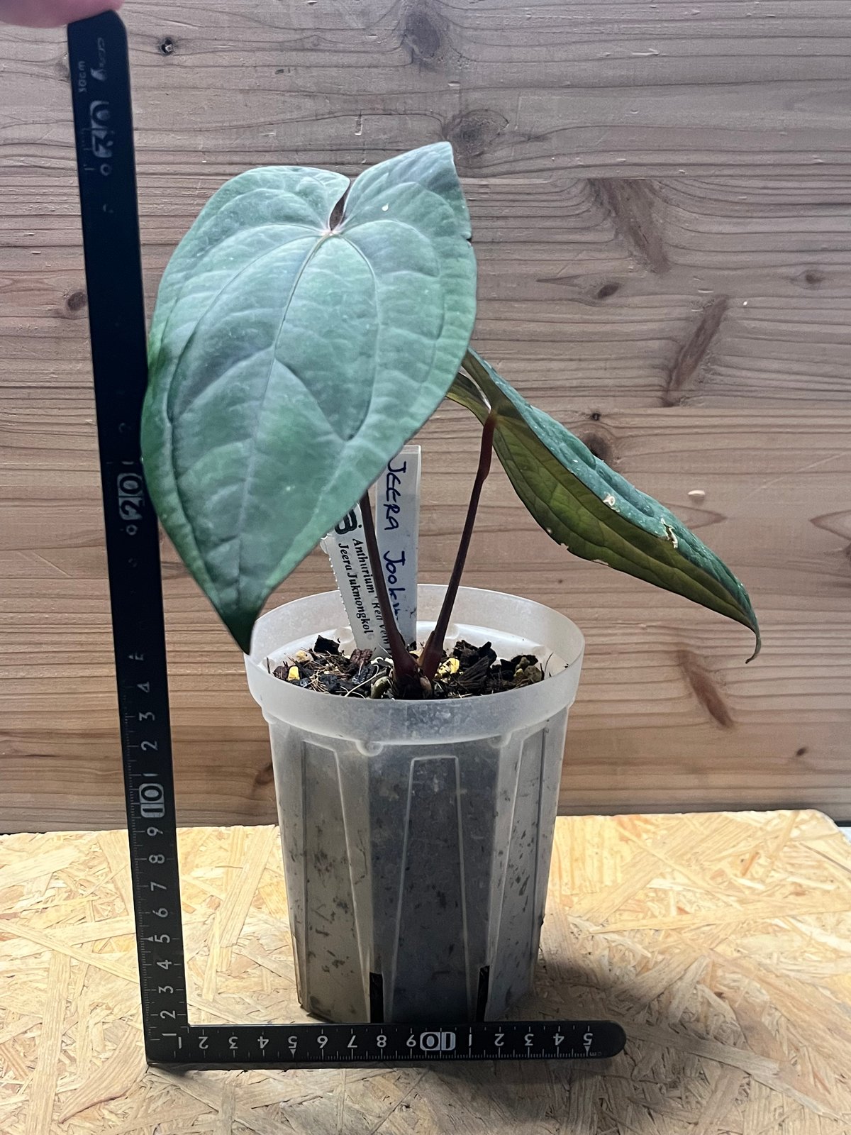 アンスリウム 'レッドベインダークフェニックス' OC | GREEN LUCK