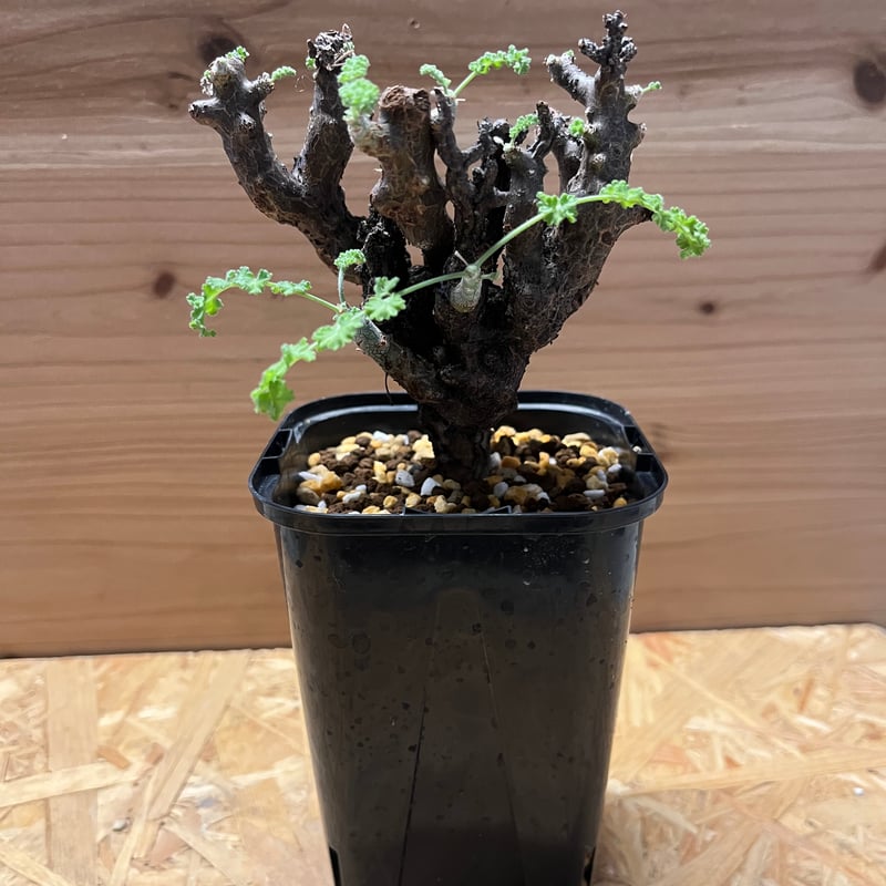 ペラルゴニウム アルテルナンス | GREEN LUCK