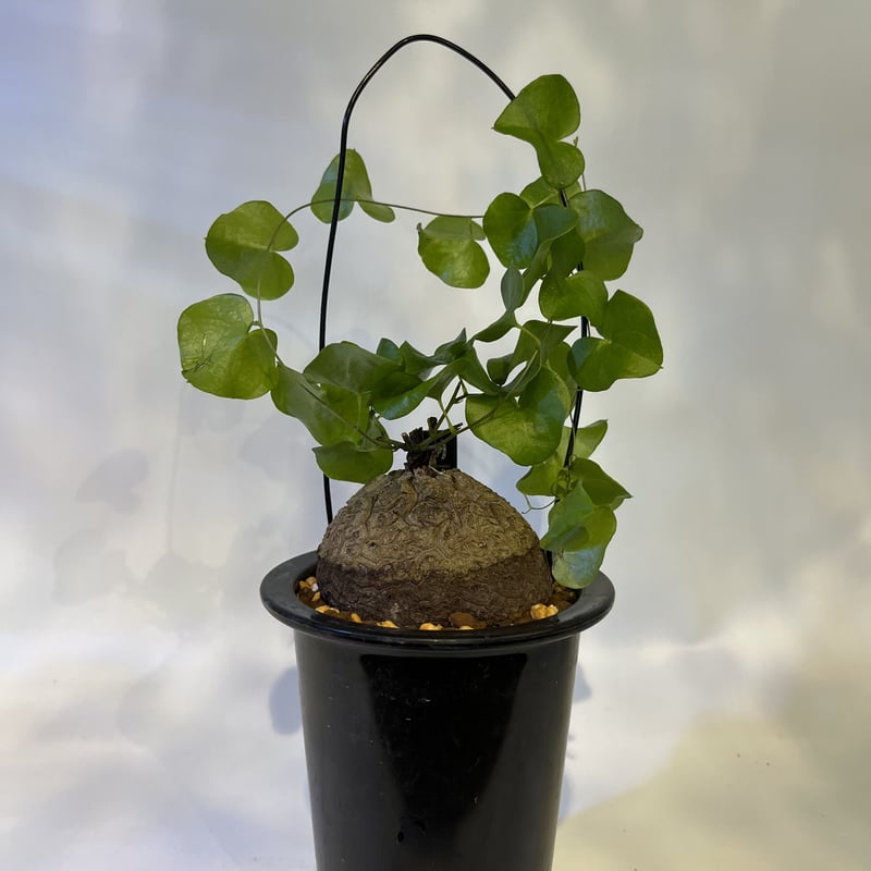 亀甲竜 ディオスコレアエレファンティペス | GREEN LUCK