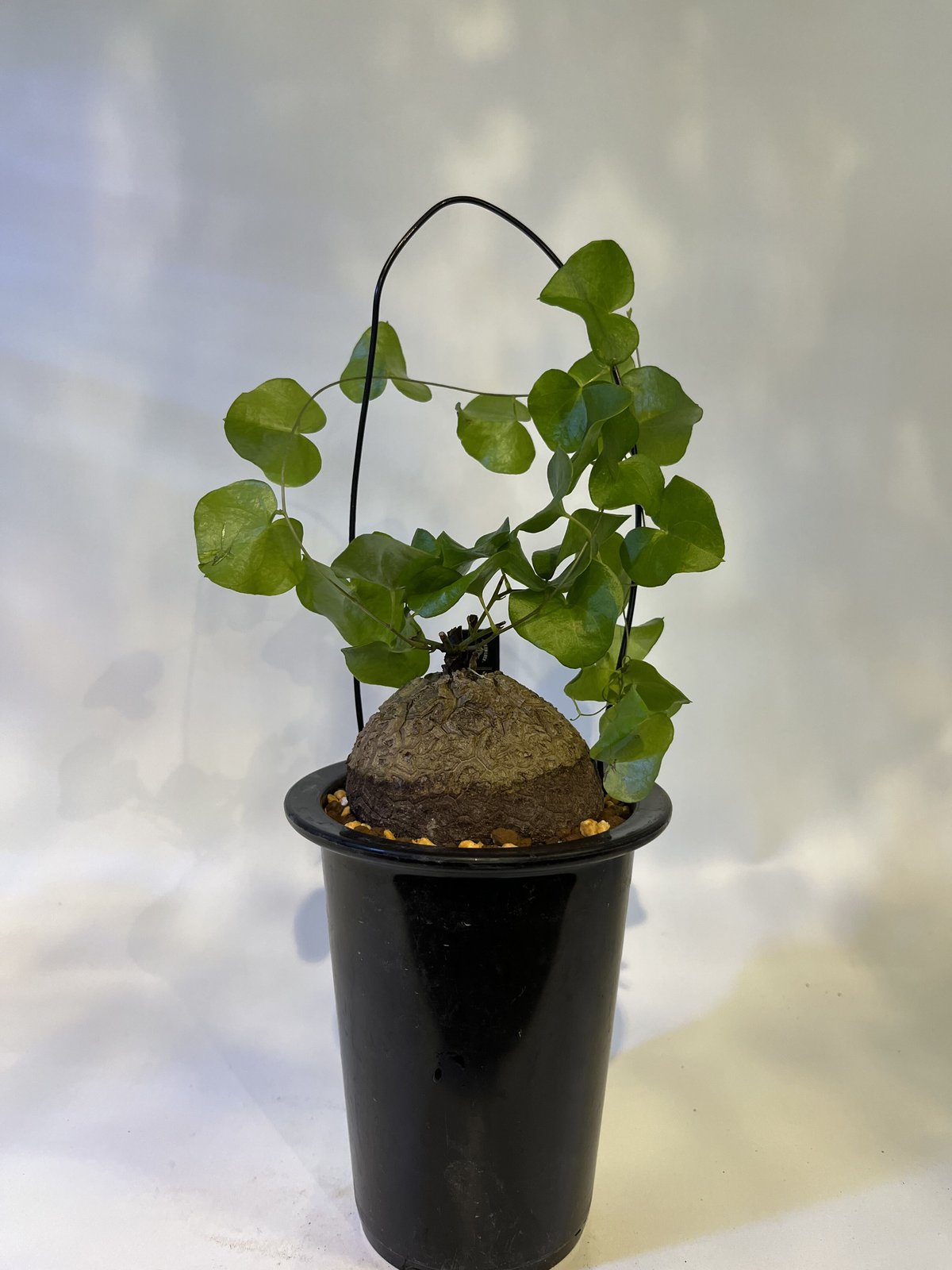 亀甲竜 ディオスコレアエレファンティペス | GREEN LUCK