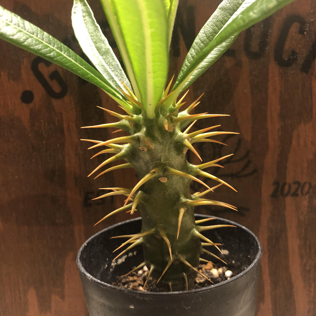 希少 パキポディウム アンボンゲンセ 観葉植物 パキポディウム アンボンゲンセ 実生 | GREEN LUCK