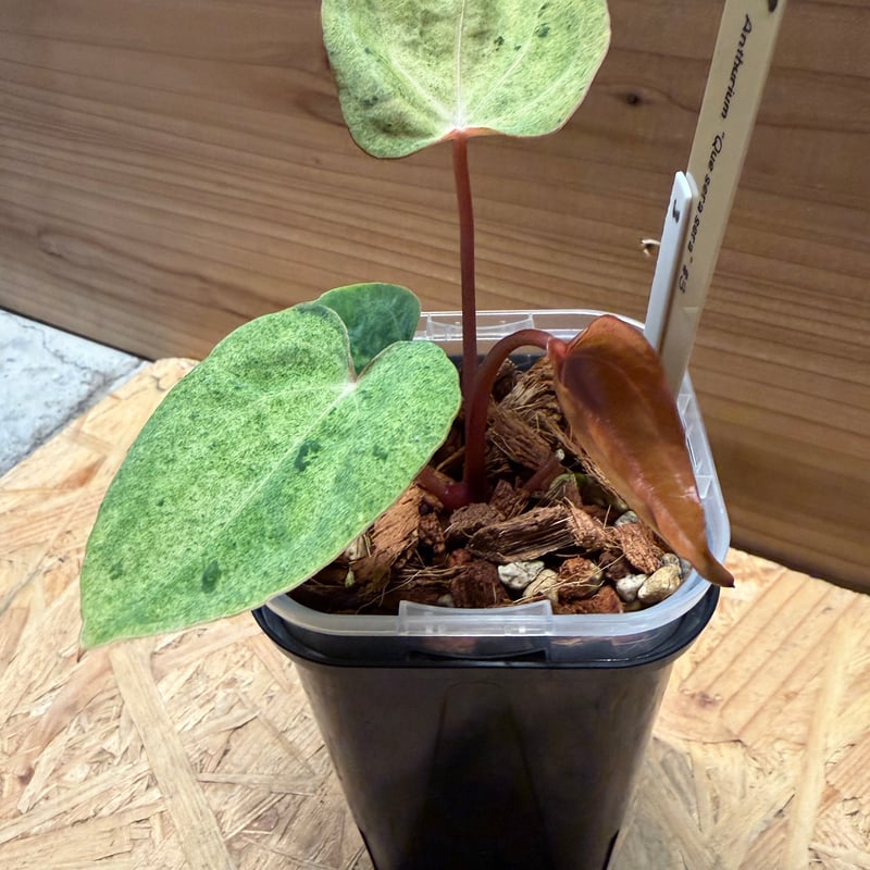 アンスリウム ケ セラ セラ | GREEN LUCK