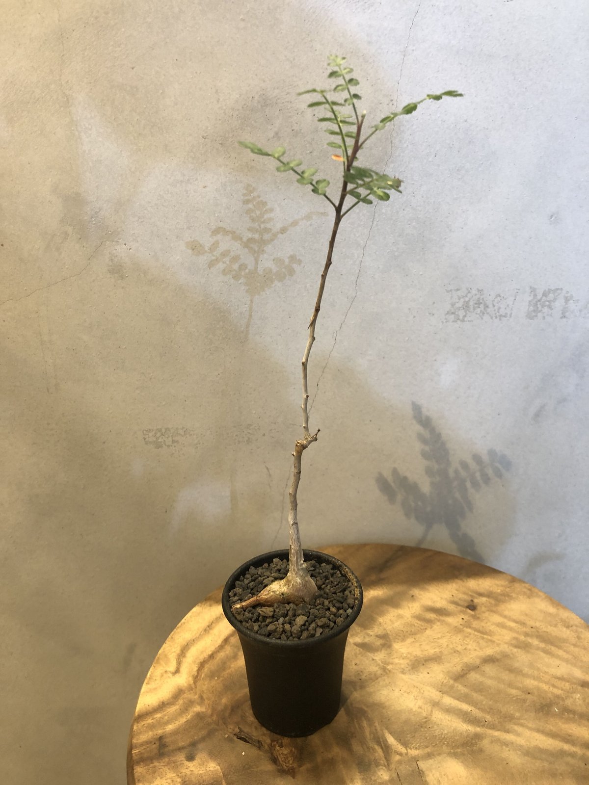 パキコルムス ディスカラー 象の木 | GREEN LUCK