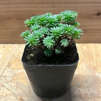 アガベ チタノタ　ロブスター アガベ チタノタ 大螯蝦 ロブスター | GREEN LUCK