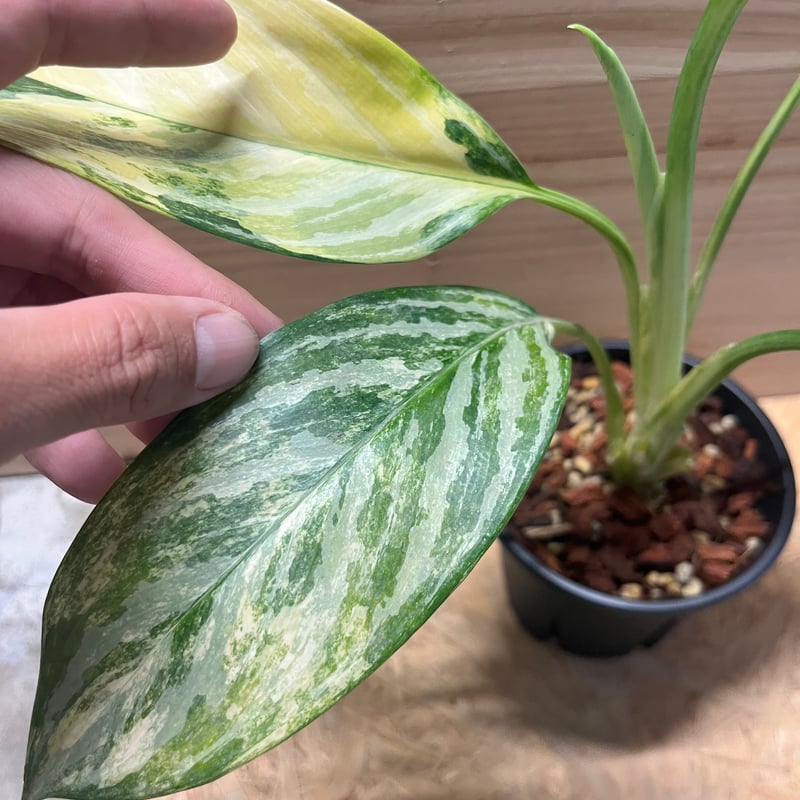 アグラオネマ ニティドゥム カーティシー 斑入り | GREEN LUCK