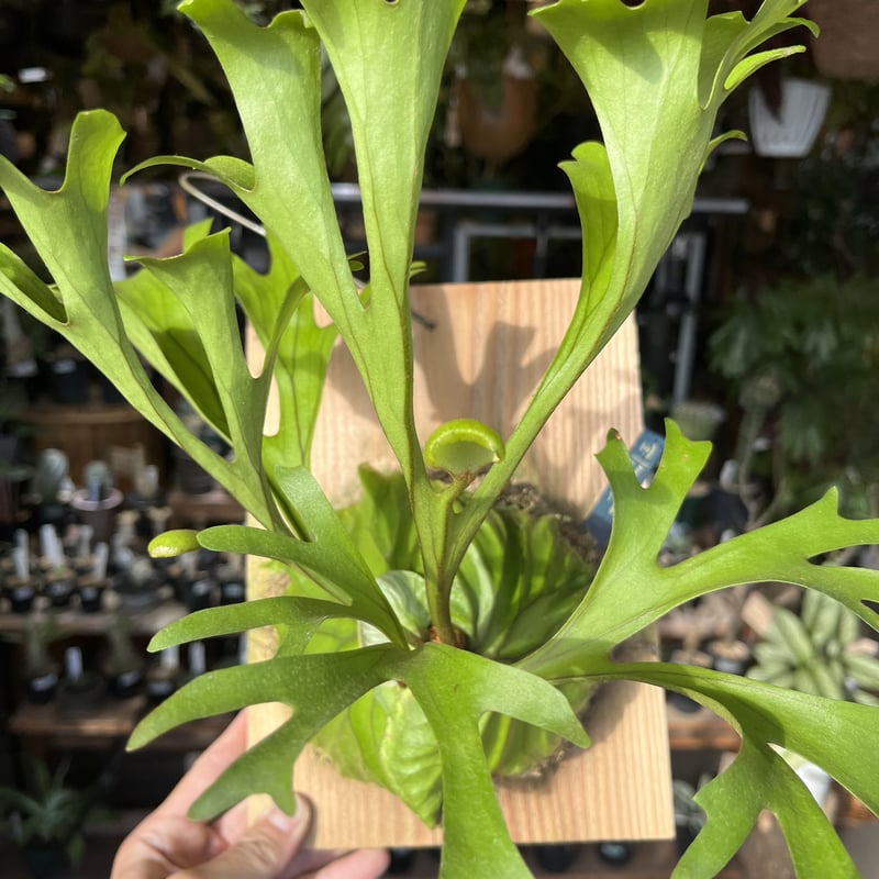 ビカクシダ リドレイ | GREEN LUCK