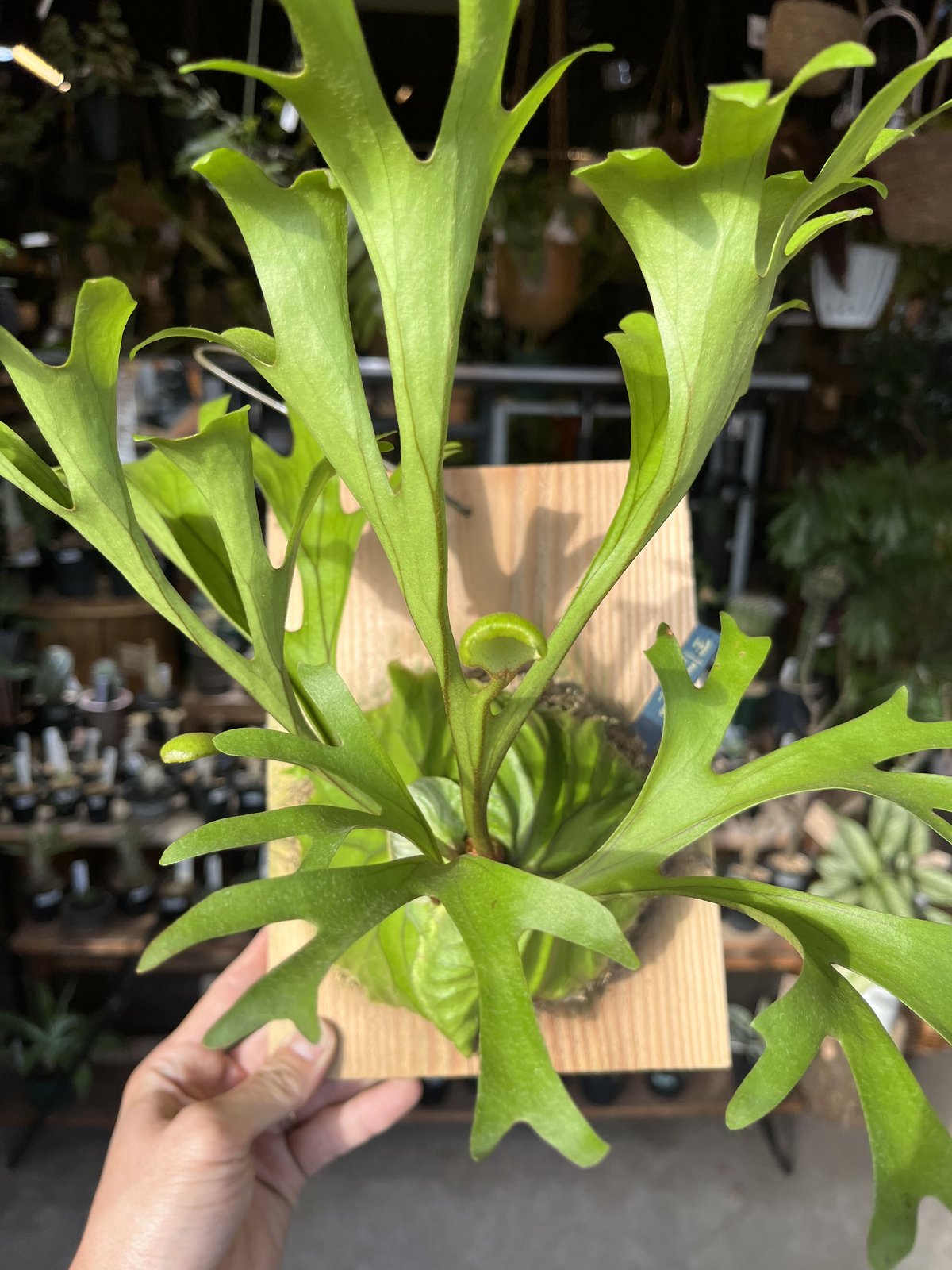 ビカクシダ リドレイ | GREEN LUCK