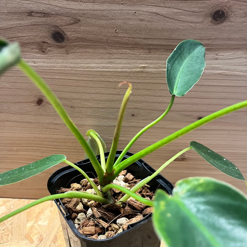 フィロデンドロン スピリタスサンクチ | GREEN LUCK