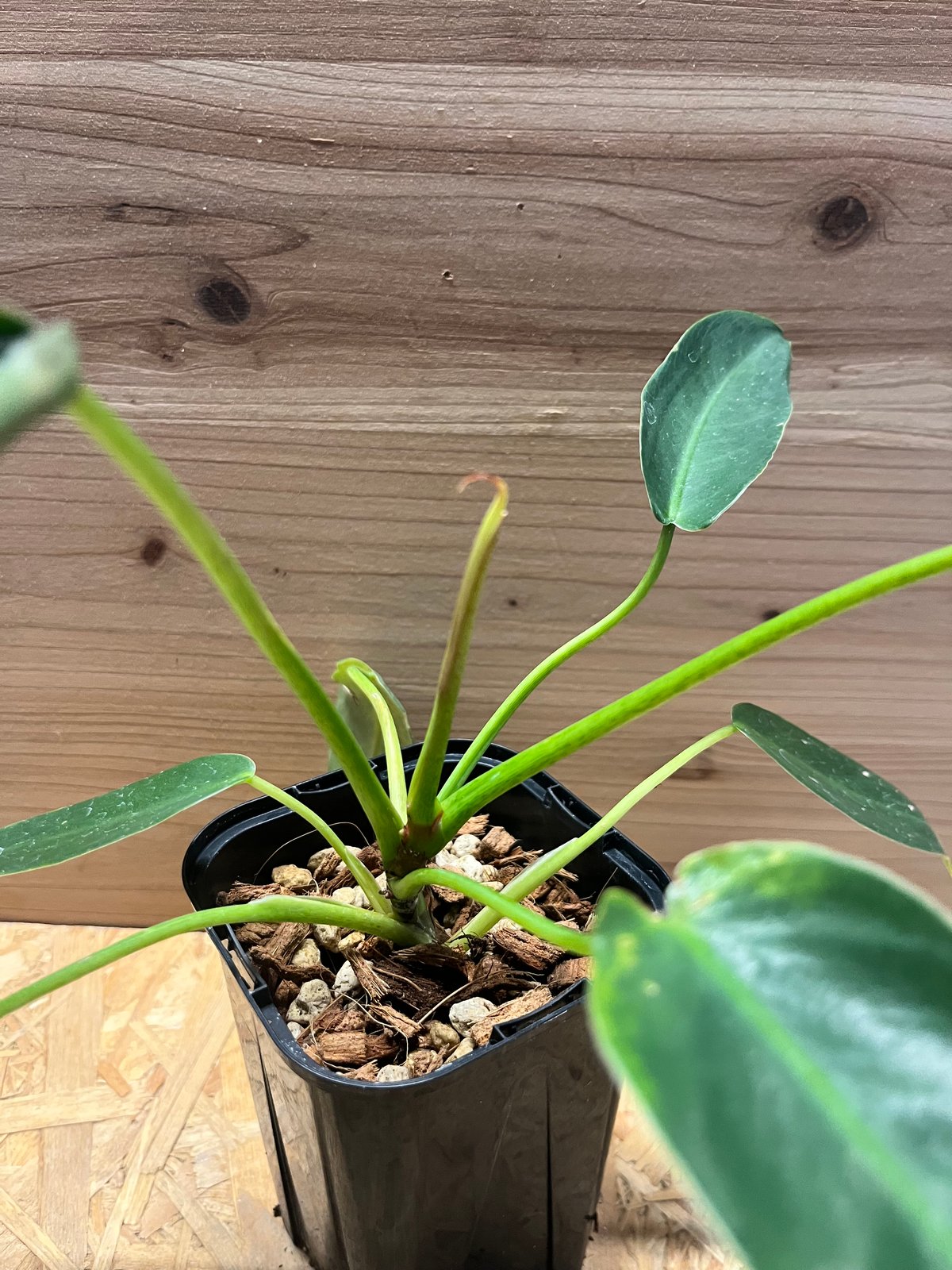 観葉植物 スピリタス・サンクチ フィロデンドロン スピリタスサンクチ | GREEN LUCK