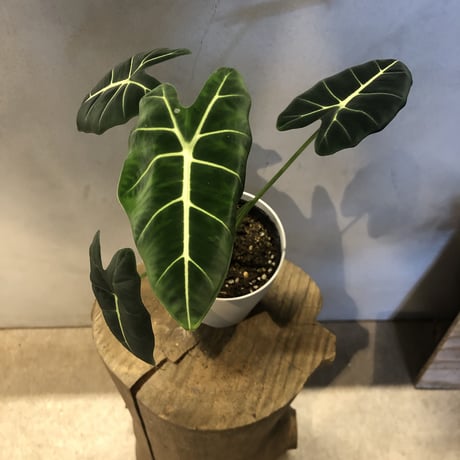 【7株】ルイーズ　観葉植物 7株】ルイーズ 観葉植物 両筑プランツショップ｜植物とタネ・園芸資材