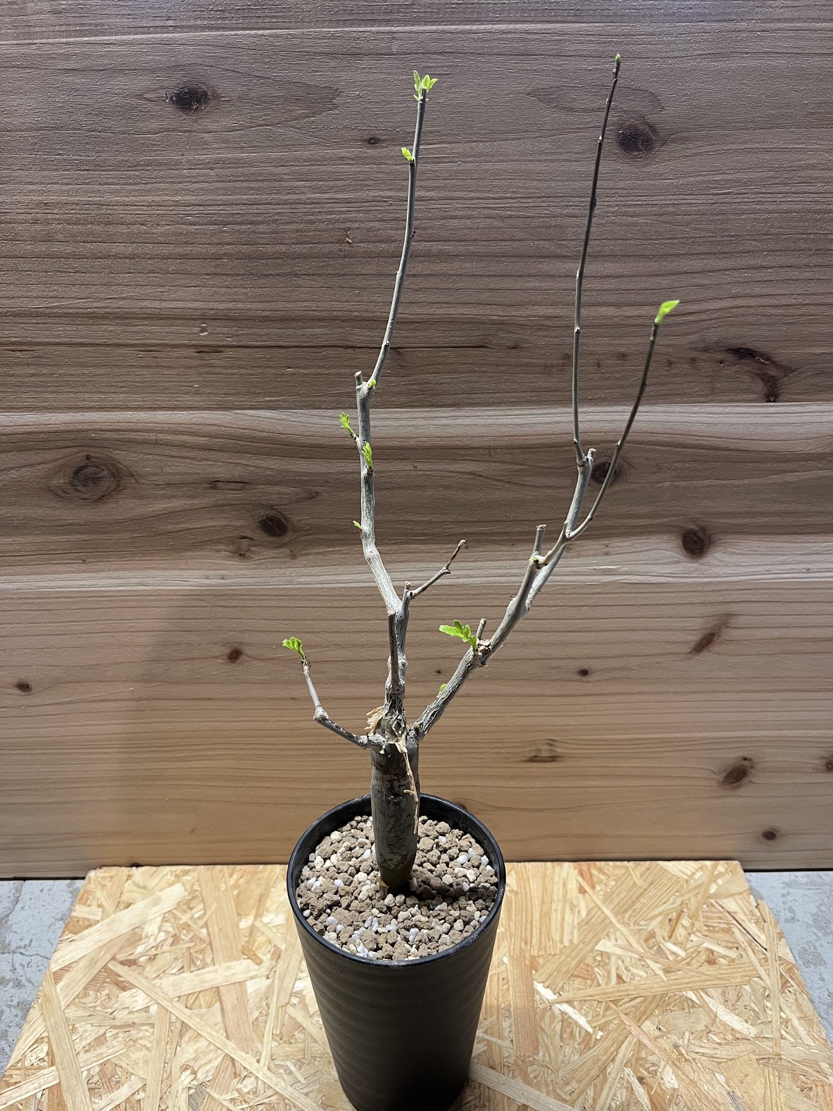 Ramat Planter × ブルセラ ファガロイデス 検索 センナ パキプス 